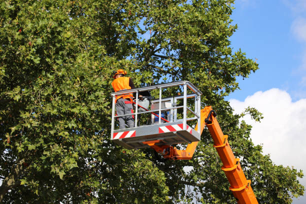 Bonifay, FL Tree Removal and Landscaping Services Company